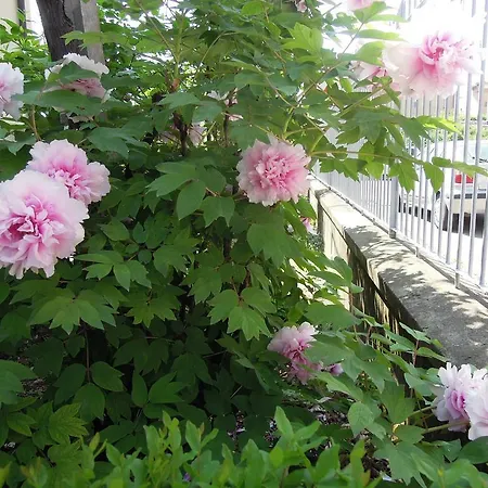 Bed & Breakfast Carlotta