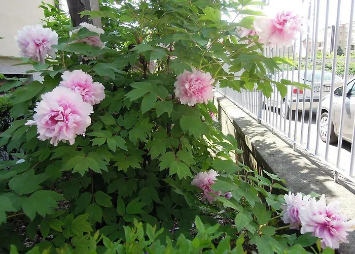 ベッド・アンド・ブレックファスト Carlotta